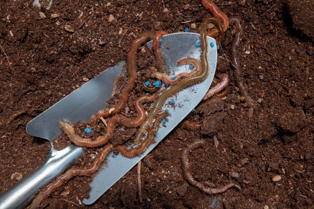 Vermiculture