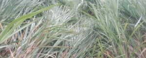 Sugarcane