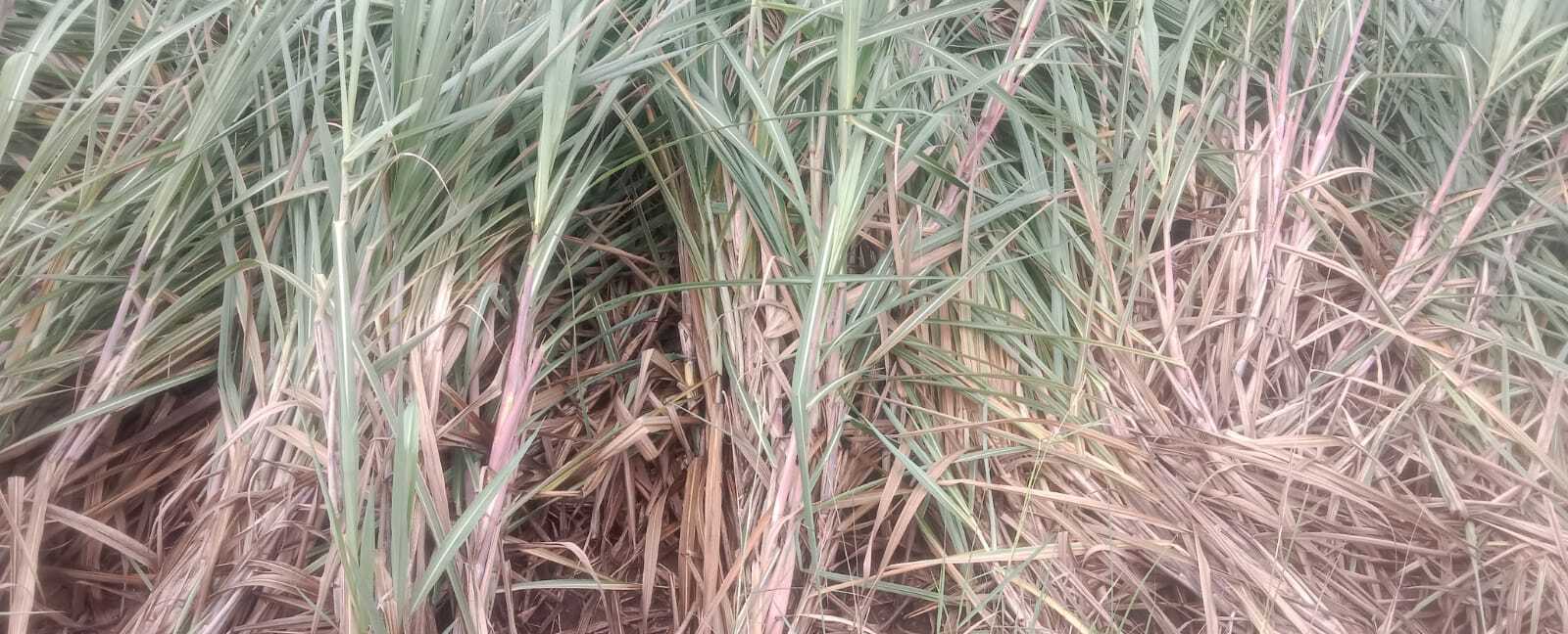 Sugarcane
