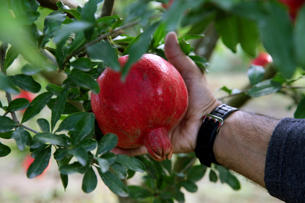 Pomegranate orchard care