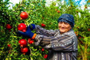 Pomegranate orchard care