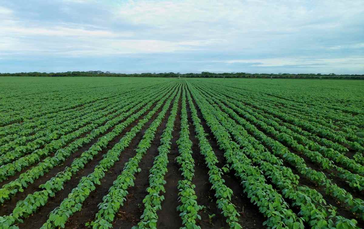 oybean Farming in India